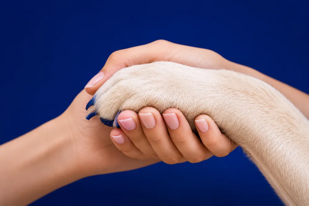 Mão de uma pessoa segurando a patinha de um cão